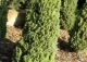świerk biały 'Piccolo' - Picea glauca 'Piccolo' 