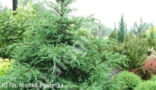 świerk czarny 'Beissneri' - Picea mariana 'Beissneri' 