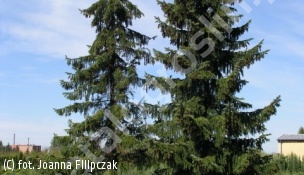 świerk serbski - Picea omorika 