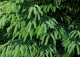 świerk kaukaski 'Aureospicata' - Picea orientalis 'Aureospicata' 