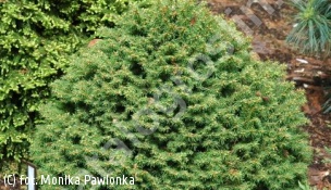 świerk kaukaski 'Barnes' - Picea orientalis 'Barnes' 