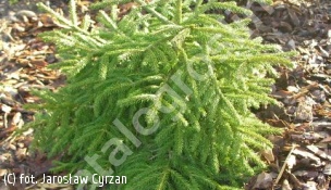 świerk kaukaski ‘Golden Start’ - Picea orientalis 'Golden Start' 