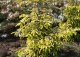 świerk kaukaski 'Skylands' - Picea orientalis 'Skylands' 