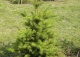 świerk szydlasty - Picea polita 