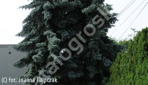 świerk kłujący - Picea pungens 