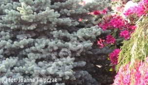 świerk kłujący forma niebieska - Picea pungens f. glauca 