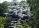 świerk kłujący 'Hoopsii' - Picea pungens 'Hoopsii' 