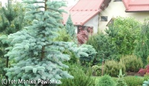 świerk kłujący 'Spek' - Picea pungens 'Spek' 