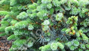świerk sitkajski 'Silberkugel' - Picea sitchensis 'Silberkugel' 