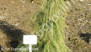 sosna Schwerina - Pinus ×schwerinii 
