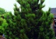 sosna limba - Pinus cembra 