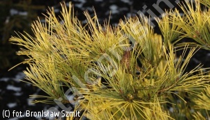 sosna gęstokwiatowa 'Aurea' - Pinus densiflora 'Aurea' 