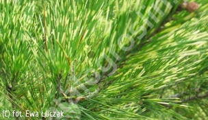 sosna gęstokwiatowa 'Oculus-draconis' - Pinus densiflora 'Oculus-draconis' 