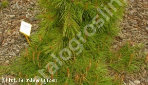 sosna gęstokwiatowa 'Pendula' - Pinus densiflora 'Pendula' 