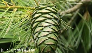 sosna koreańska - Pinus koraiensis 