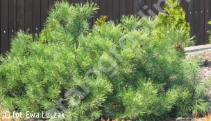sosna kosodrzewina - Pinus mugo 