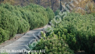 sosna kosodrzewina - Pinus mugo 