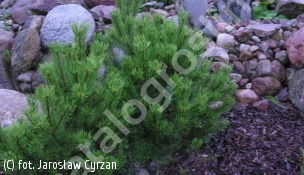 sosna kosodrzewina 'Frühlingsgold' - Pinus mugo 'Frühlingsgold' 