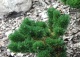 sosna kosodrzewina 'Jakobsen' - Pinus mugo 'Jakobsen' 