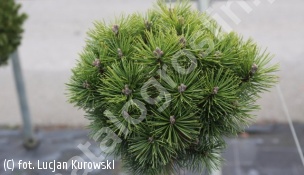 sosna kosodrzewina 'Kobold' - Pinus mugo 'Kobold' 