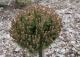 sosna kosodrzewina 'Kostelniček' - Pinus mugo 'Kostelniček' 
