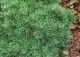 sosna kosodrzewina 'Mini Mops' - Pinus mugo 'Mini Mops' 