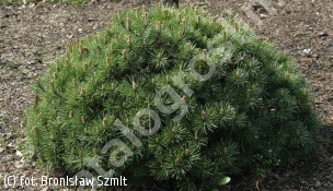 sosna kosodrzewina 'Mini Mops' - Pinus mugo 'Mini Mops' 