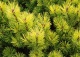 sosna kosodrzewina 'Ophir' - Pinus mugo 'Ophir' 