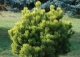 sosna kosodrzewina 'Ophir' - Pinus mugo 'Ophir' 