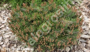 sosna kosodrzewina 'Paradekissen' - Pinus mugo 'Paradekissen' 