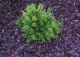 sosna kosodrzewina 'Rositech' - Pinus mugo 'Rositech' 