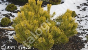 sosna kosodrzewina 'Schweizer Tourist' - Pinus mugo 'Schweizer Tourist' 