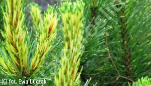 sosna kosodrzewina 'Sunshine' - Pinus mugo 'Sunshine' 