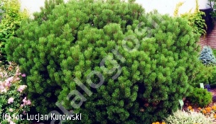 sosna kosodrzewina odm. pumilio - Pinus mugo var. pumilio 