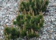 sosna kosodrzewina odm. pumilio - Pinus mugo var. pumilio 