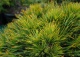 sosna kosodrzewina 'Varella' - Pinus mugo 'Varella' 