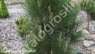 sosna czarna 'Green Rocket' - Pinus nigra 'Green Rocket' 