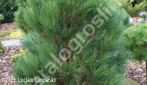 sosna czarna 'Green Rocket' - Pinus nigra 'Green Rocket' 