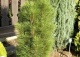 sosna czarna 'Green Tower' - Pinus nigra 'Green Tower' 