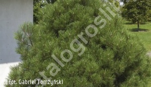 sosna czarna 'Nana' - Pinus nigra 'Nana' 