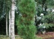 sosna czarna 'Pyramidalis' - Pinus nigra 'Pyramidalis' 
