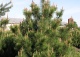 sosna czarna - Pinus nigra subsp. nigra 