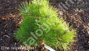 sosna czarna 'Syców' - Pinus nigra 'Syców' PBR