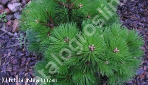 sosna czarna 'Syców' - Pinus nigra 'Syców' PBR