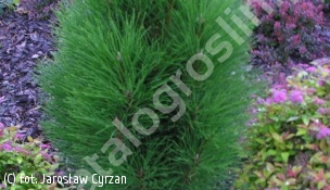 sosna czarna 'Zimmer' - Pinus nigra 'Zimmer' 