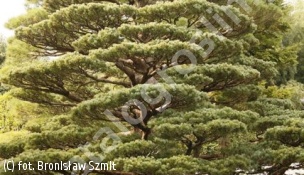 sosna drobnokwiatowa - Pinus parviflora 