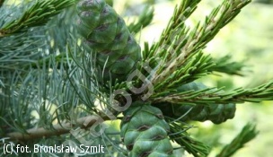 sosna drobnokwiatowa - Pinus parviflora 