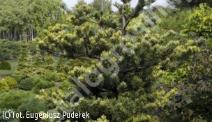 sosna drobnokwiatowa 'Fukai' - Pinus parviflora 'Fukai' 