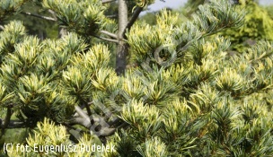 sosna drobnokwiatowa 'Fukai' - Pinus parviflora 'Fukai' 