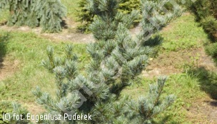 sosna drobnokwiatowa 'Ryu-ju' - Pinus parviflora 'Ryu-ju' 